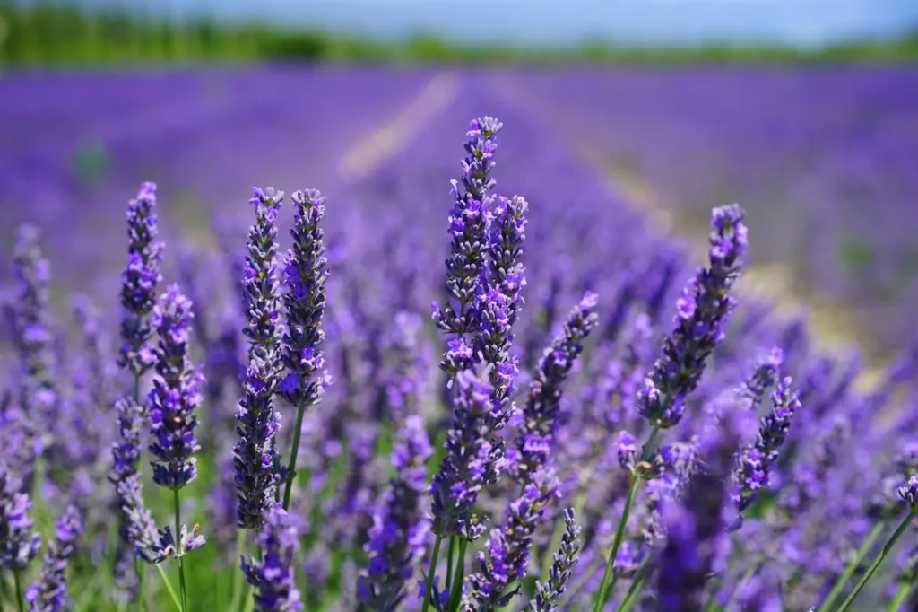 Plantes résistantes à la chaleur et à la sécheresse